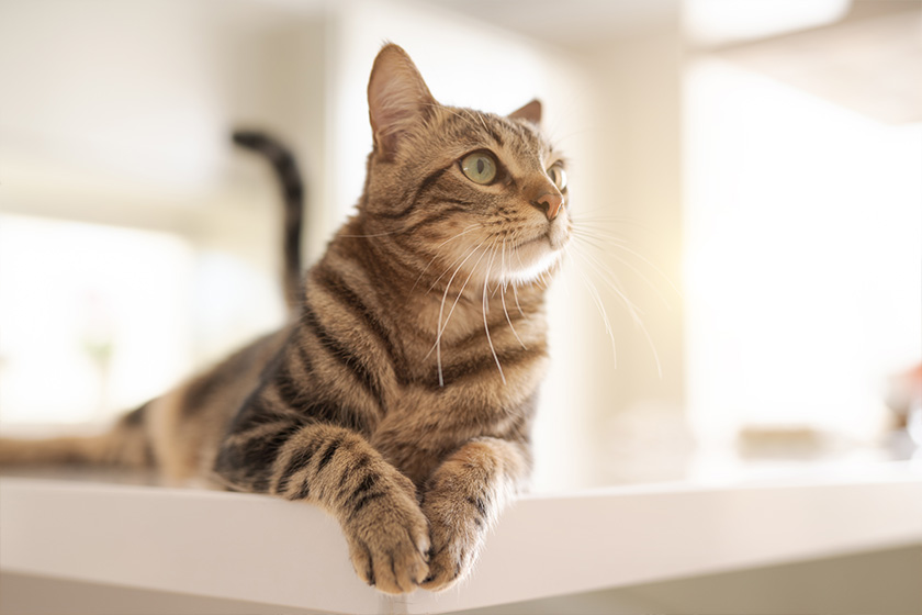 Pet Training